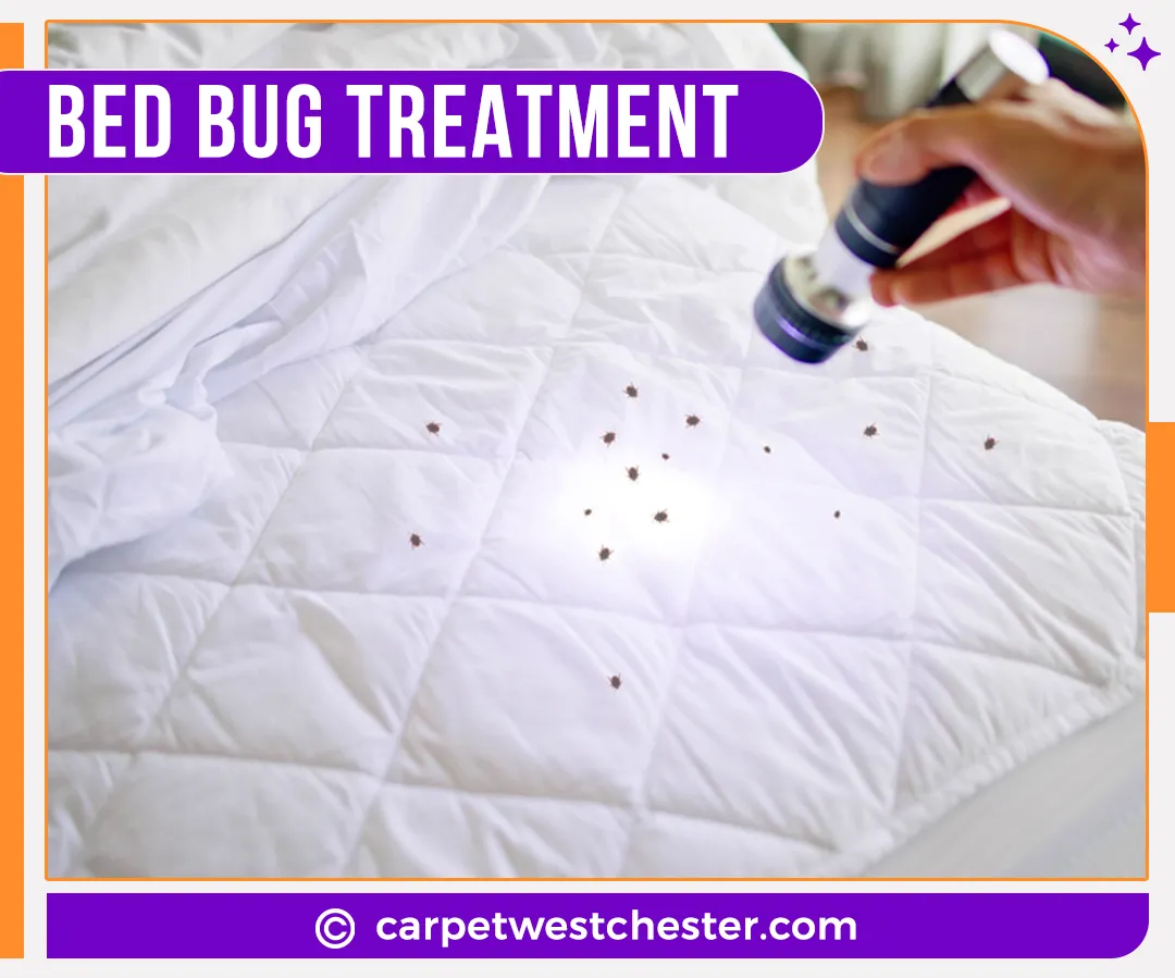 carpet cleaning in Westchester, carpet cleaning in the Westchester, carpet cleaning Westchester, carpet cleaners in Westchester, carpet cleaners in the Westchester, commercial carpet cleaning, commercial carpet cleaning in Westchester, Westchester rug cleaners, rug cleaning services in Westchester, same day carpet cleaning, same day rug cleaning